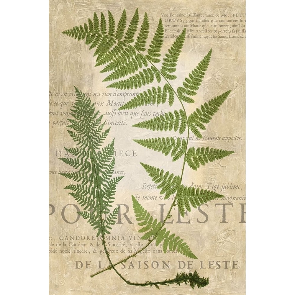 Fern Folio IV Poster Print - Studio Vision-VARPDX21563Z Image 1