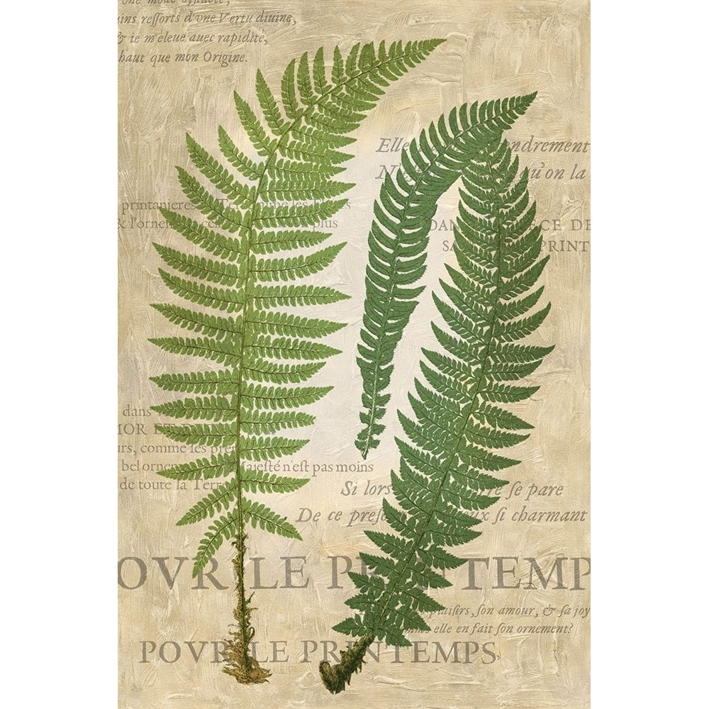 Fern Folio III Poster Print - Studio Vision-VARPDX21562Z Image 1