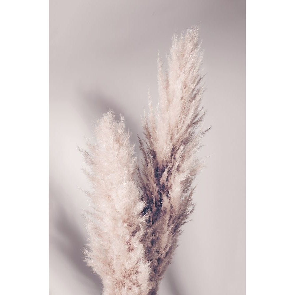 Pampas Grass Poster Print - 1x Studio III-VARPDX2156986 Image 1