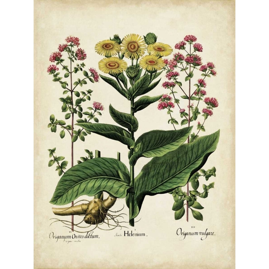 Besler Florilegium I Poster Print - Basilius Besler-VARPDX21574Z Image 1