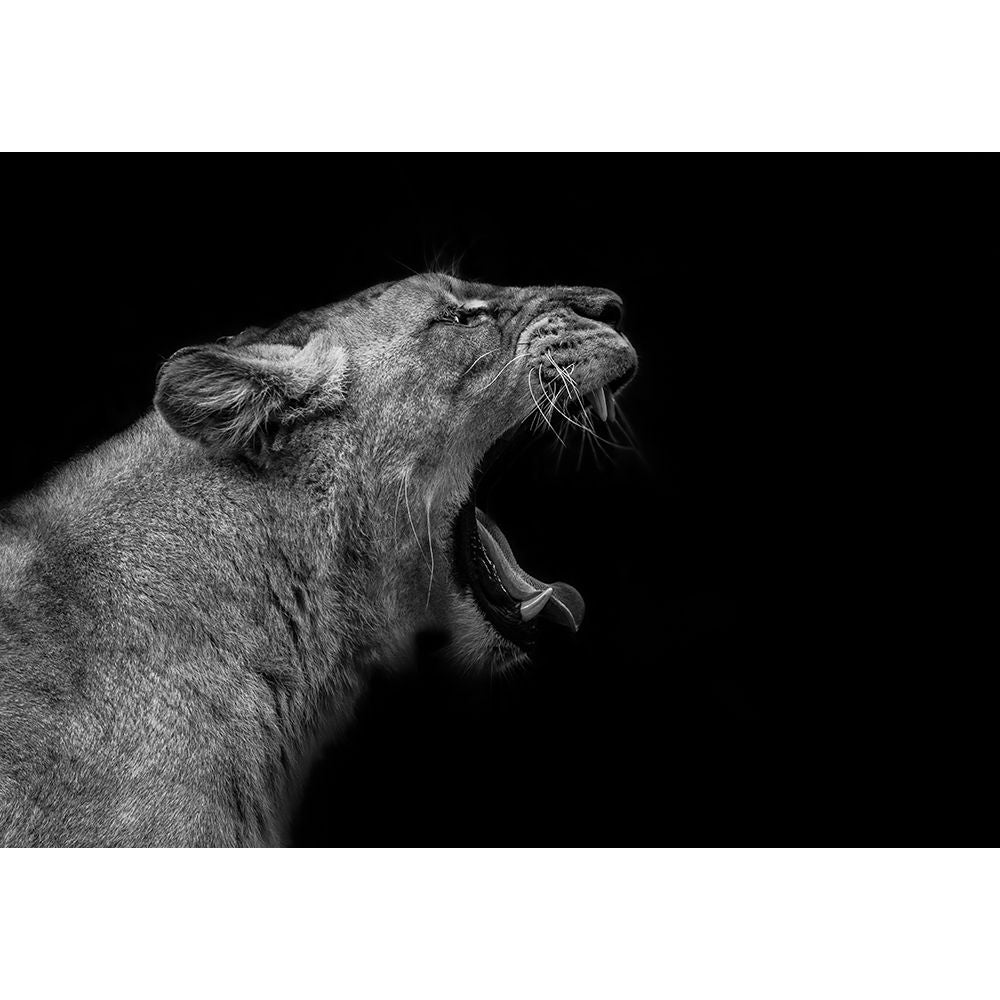 Lioness In Low Key Poster Print - Nauzet Baez Photography-VARPDX2158135 Image 1