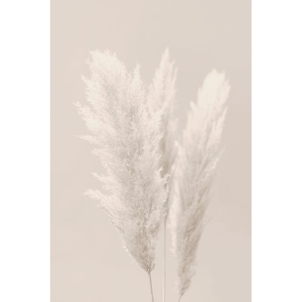 Pampas Grass_002 Poster Print - 1x Studio III-VARPDX2160444 Image 1