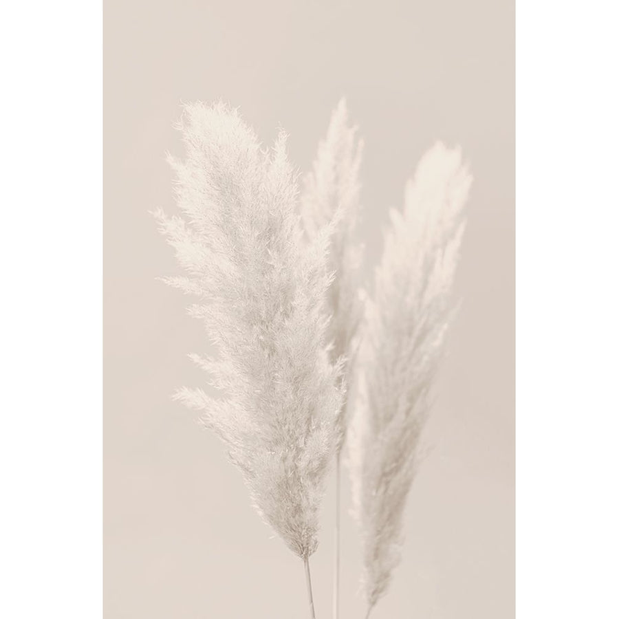 Pampas Grass_002 Poster Print - 1x Studio III-VARPDX2160444 Image 1