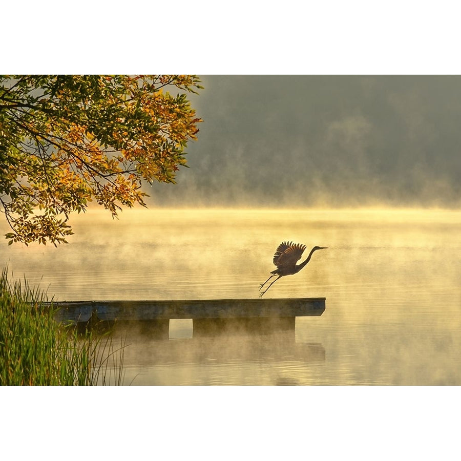 Morning flight Poster Print - Eric Zhang-VARPDX2161521 Image 1