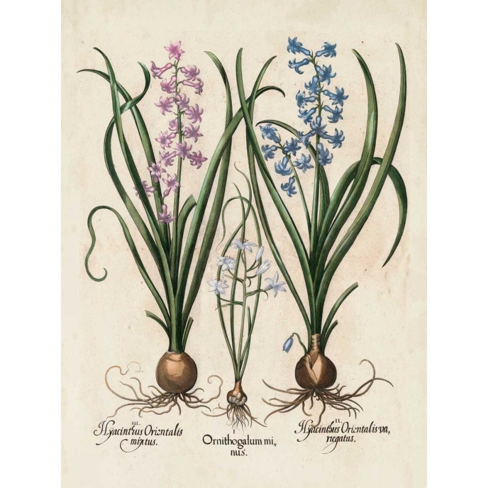 Besler Hyacinth I Poster Print - Basilius Besler-VARPDX21738Z Image 1