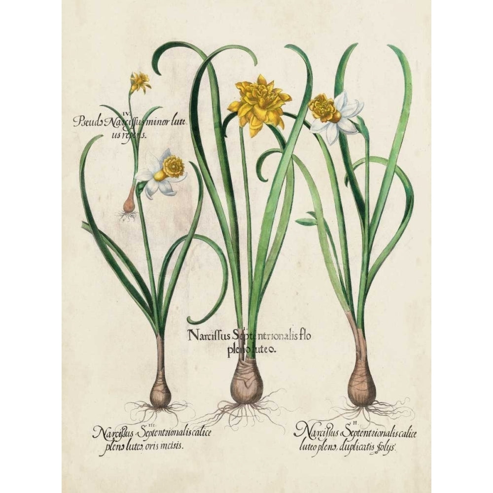 Besler Narcissus I Poster Print - Basilius Besler-VARPDX21740Z Image 1