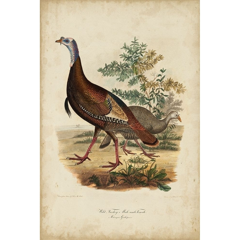 Wild Turkey Poster Print - Charles L. Bonapart-VARPDX21746Z Image 1