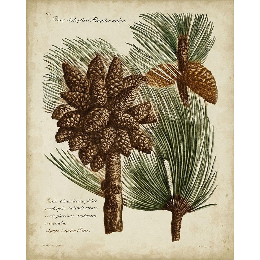 Antique Conifers I Poster Print - Henry Fletcher-VARPDX21747Z Image 1