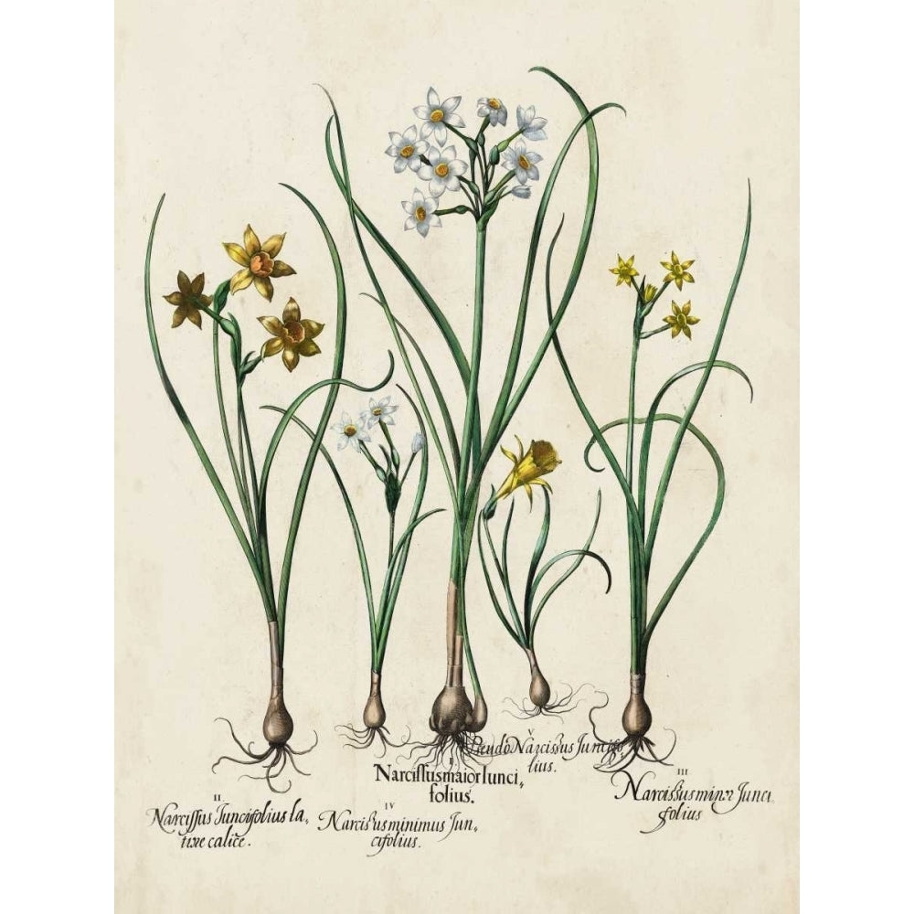 Besler Narcissus II Poster Print - Basilius Besler-VARPDX21741Z Image 1