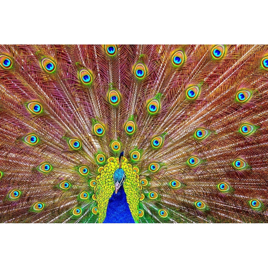 Peacock Poster Print - Michael-VARPDX2179186 Image 1