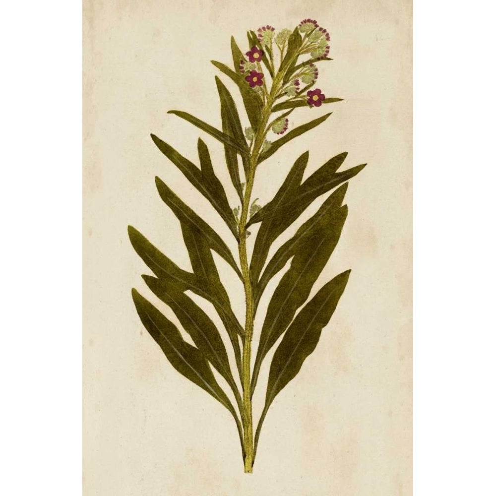 Botanical Impression I Poster Print - Unkown-VARPDX21778Z Image 1