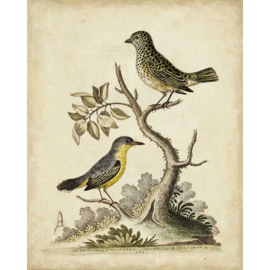 Edwards Bird Pairs VII Poster Print - George Edwards-VARPDX21760Z Image 1