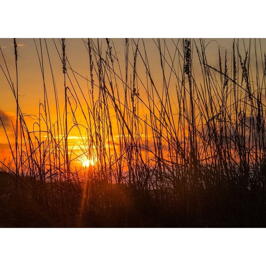 Sea Oats Poster Print - Danny Head-VARPDX217557 Image 1