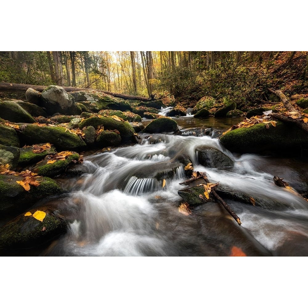 Fallen Leaves III Poster Print - Danny Head-VARPDX218745 Image 1