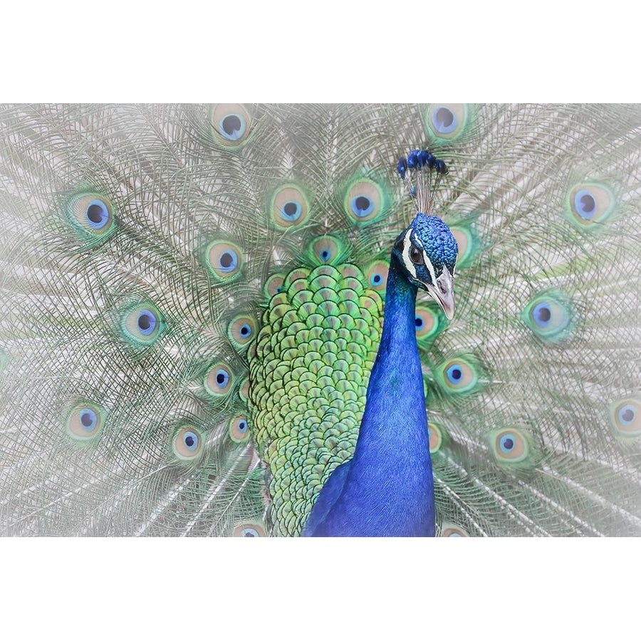 Peacock Poster Print - Yuzheng Ren-VARPDX2195008 Image 1