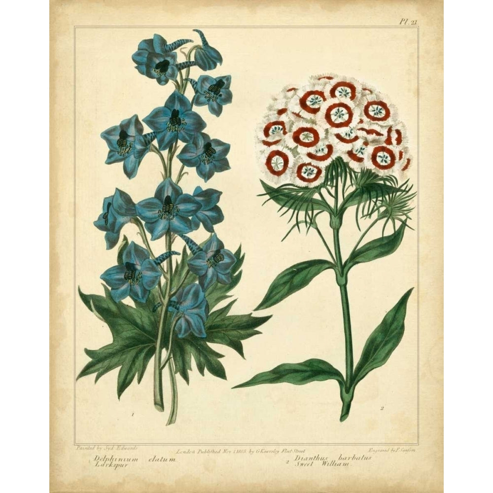 Garden Flora II Poster Print - Sydenham Edwards-VARPDX22111Z Image 1