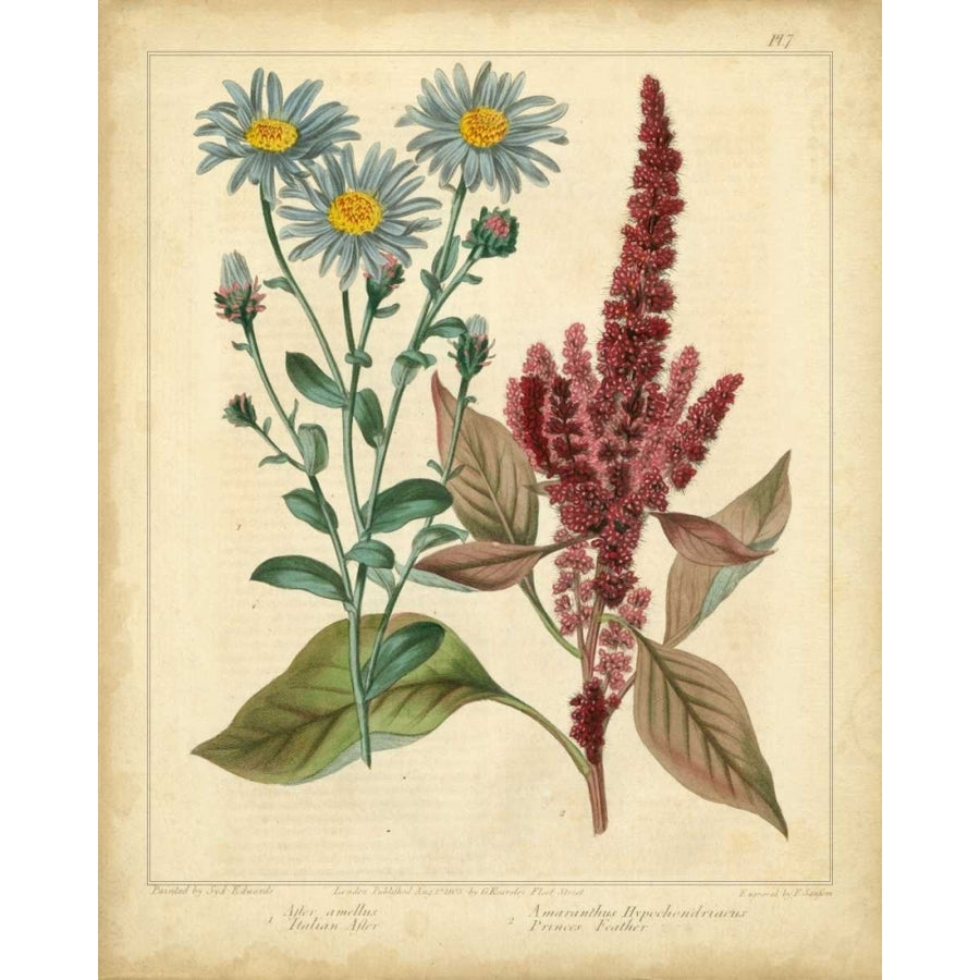 Garden Flora I Poster Print - Sydenham Edwards-VARPDX22110Z Image 1