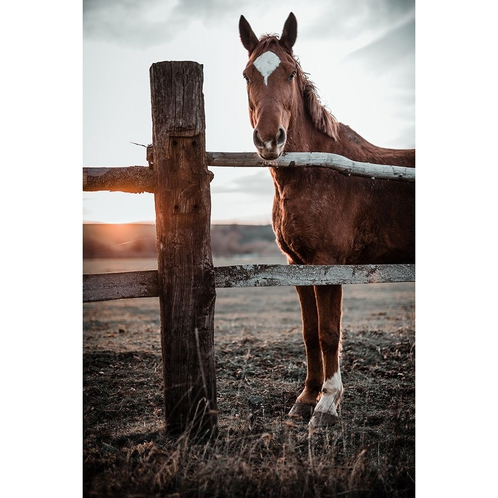 Horse Farm In Skairoai Slovakia Poster Print - Gabriel Jakab-VARPDX2209900 Image 1