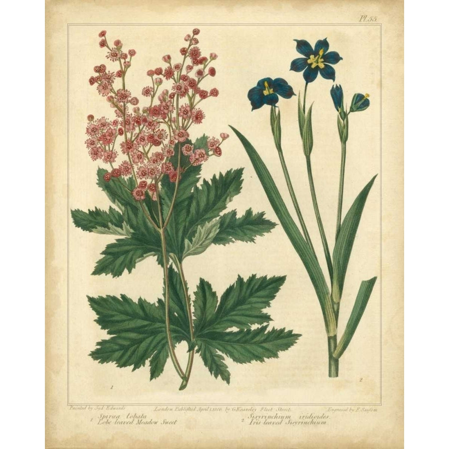 Garden Flora VII Poster Print - Sydenham Edwards-VARPDX22116Z Image 1