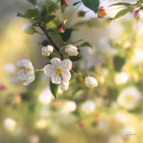 Blush Blossoms I Poster Print by Sue Schlabach-VARPDX22115 Image 2