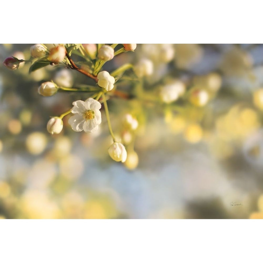 Blush Blossoms II Poster Print - Sue Schlabach-VARPDX22116i Image 1