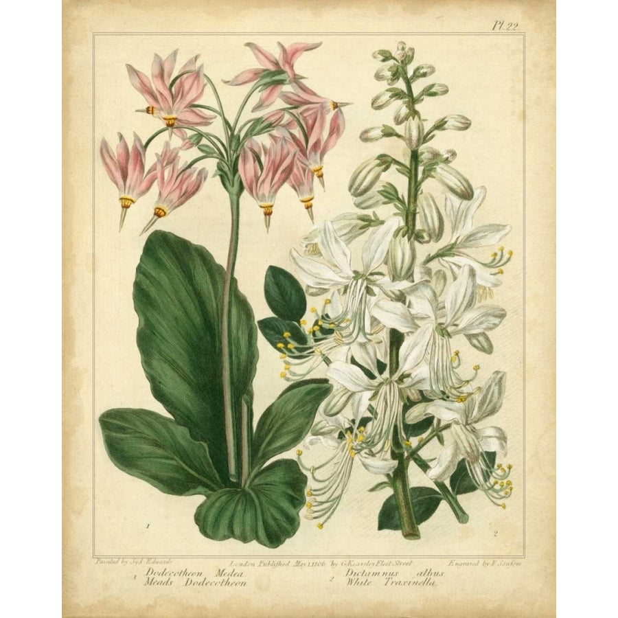 Garden Flora IV Poster Print - Sydenham Edwards-VARPDX22113Z Image 1