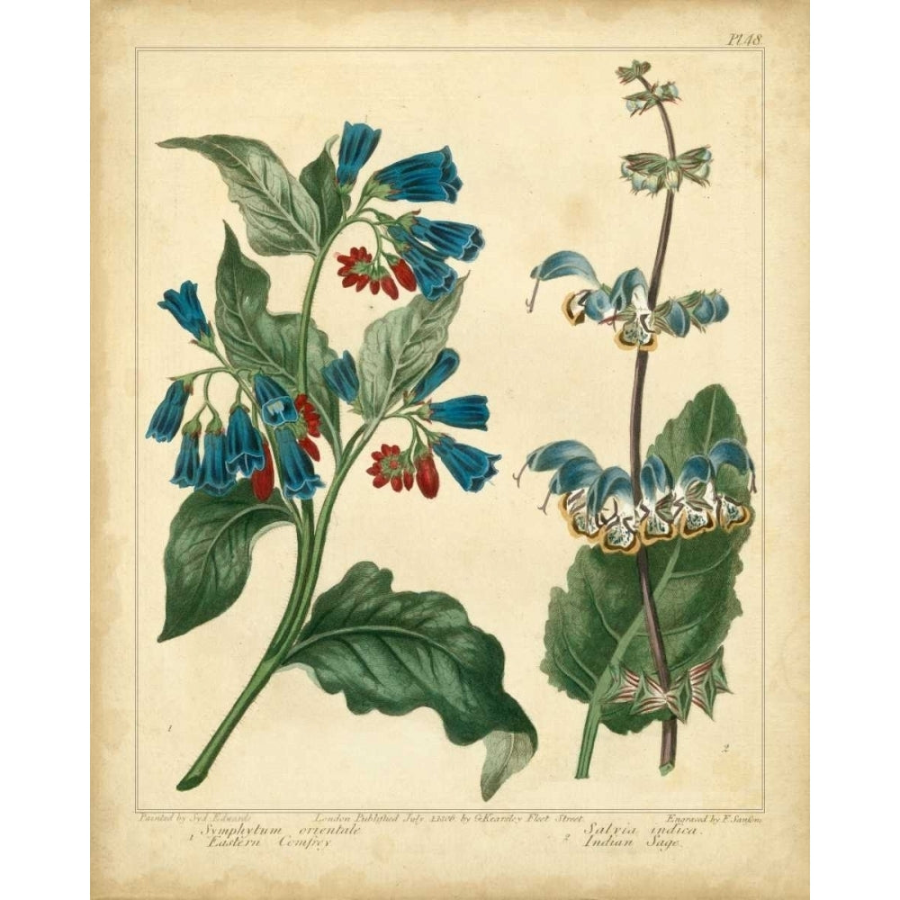 Garden Flora V Poster Print - Sydenham Edwards-VARPDX22114Z Image 1