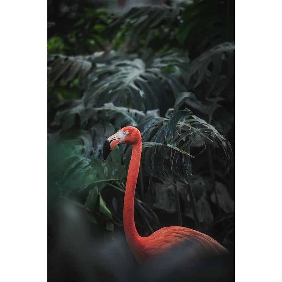 Flamingo Poster Print - Dayvee-VARPDX2214981 Image 1