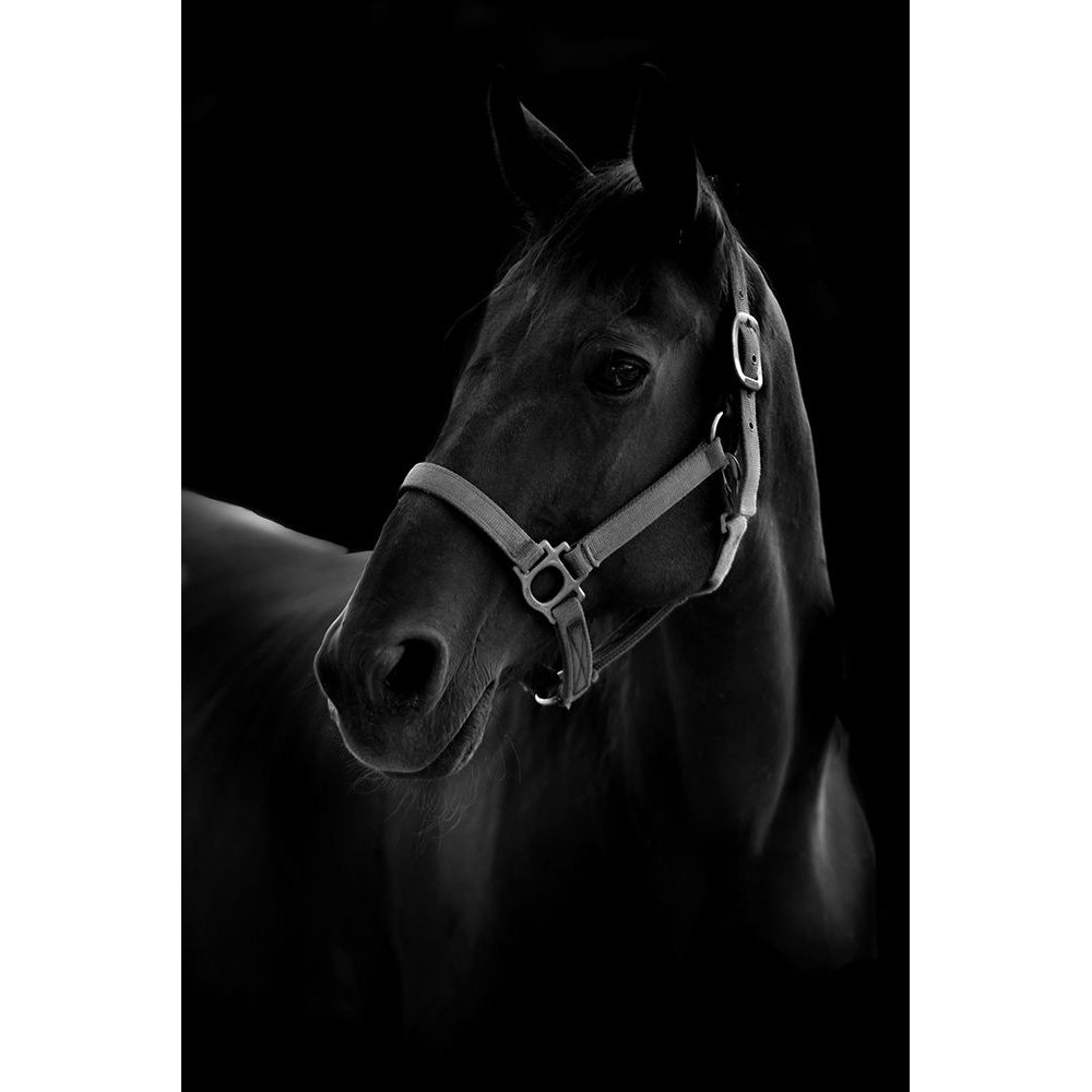 Horse Poster Print - Yuya T-VARPDX2216922 Image 1