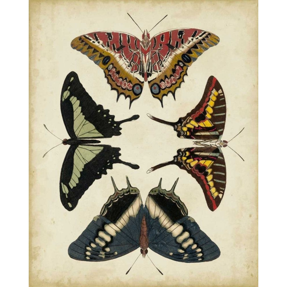 Display of Butterflies II Poster Print - Studio Vision-VARPDX22193Z Image 1