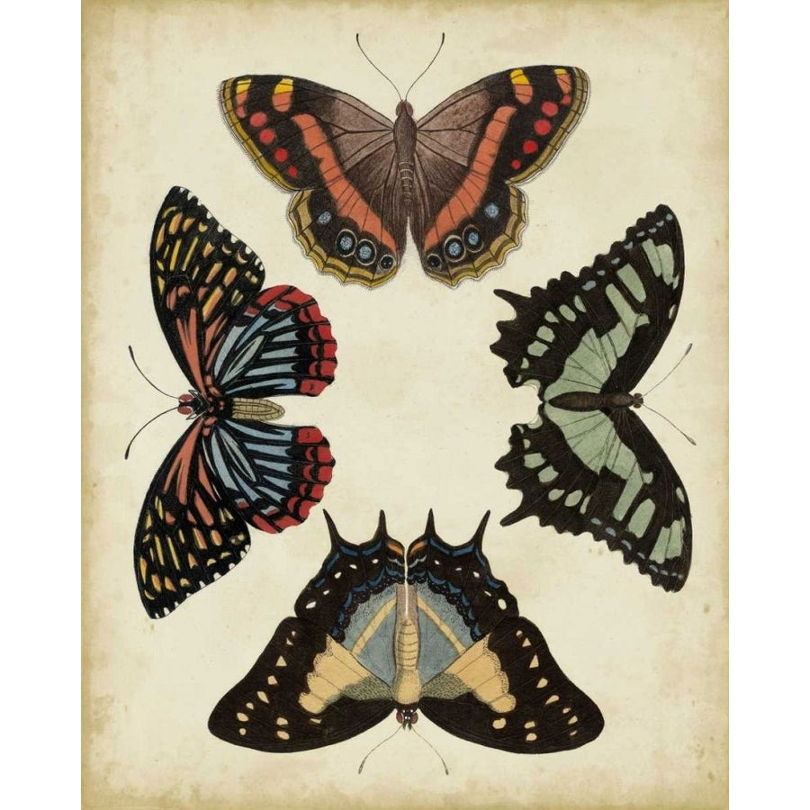 Display of Butterflies IV Poster Print - Studio Vision-VARPDX22195Z Image 1