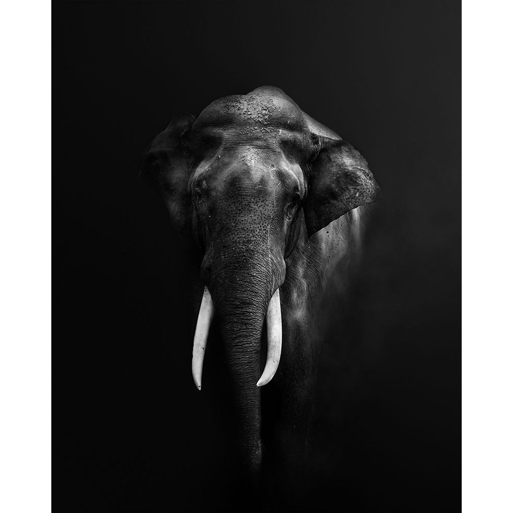 Elephant Portrait Poster Print - Jayanta Guha-VARPDX2219645 Image 1