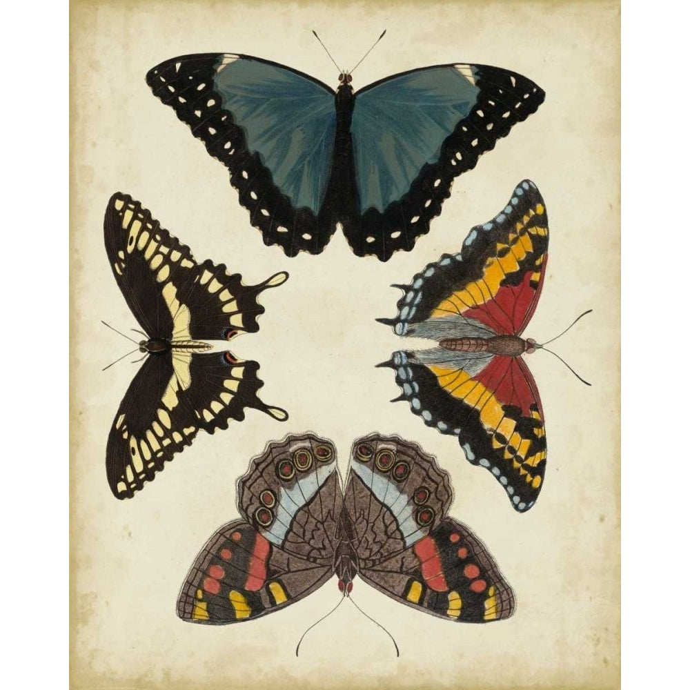 Display of Butterflies I Poster Print - Studio Vision-VARPDX22192Z Image 1