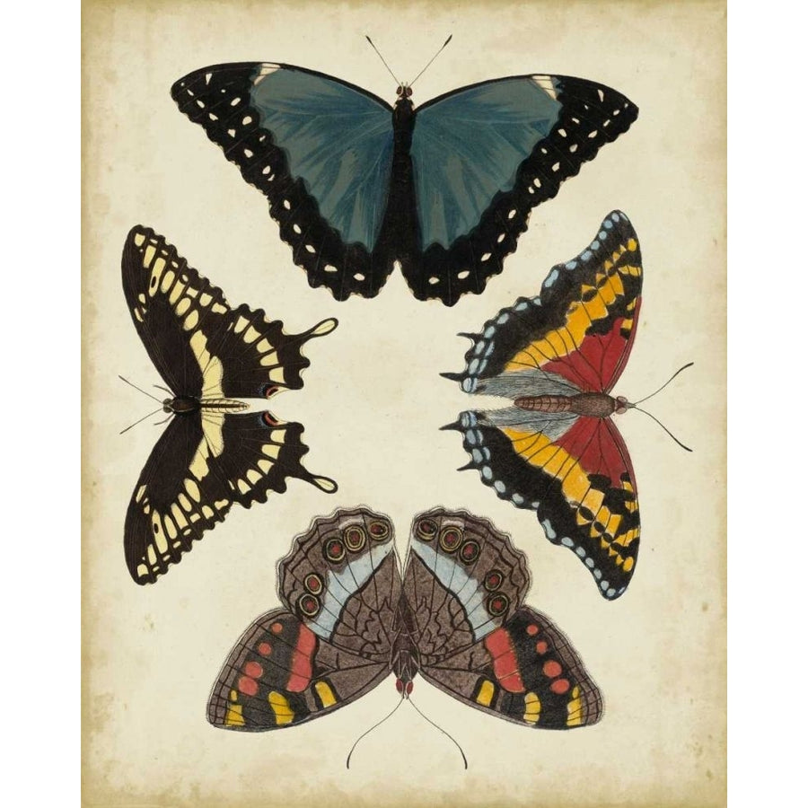 Display of Butterflies I Poster Print - Studio Vision-VARPDX22192Z Image 1