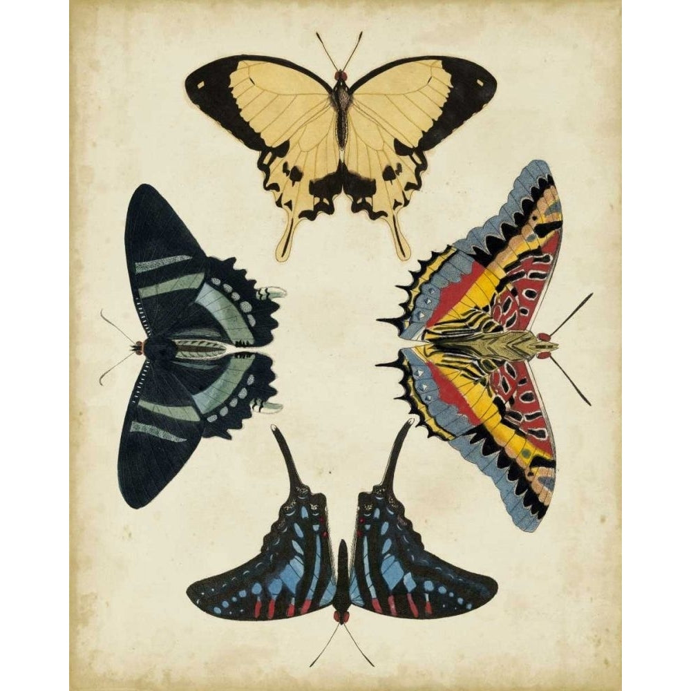 Display of Butterflies III Poster Print - Studio Vision-VARPDX22194Z Image 1