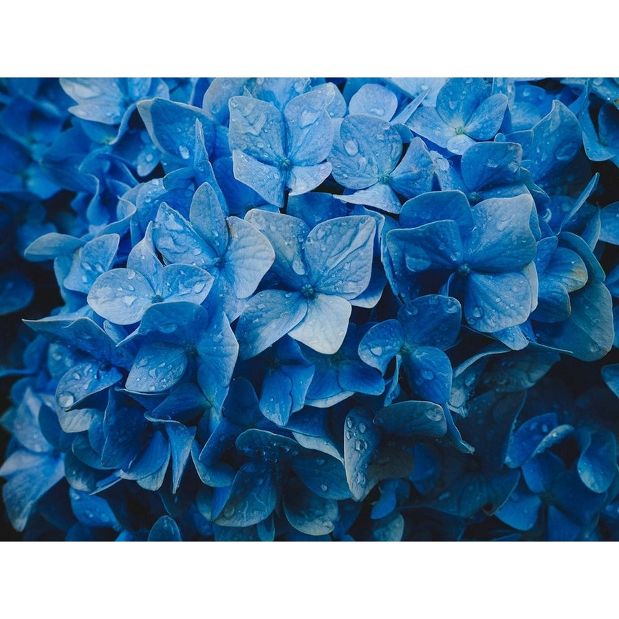 hydrangea Poster Print - Kazuyuki Tsunoda-VARPDX2220914 Image 1