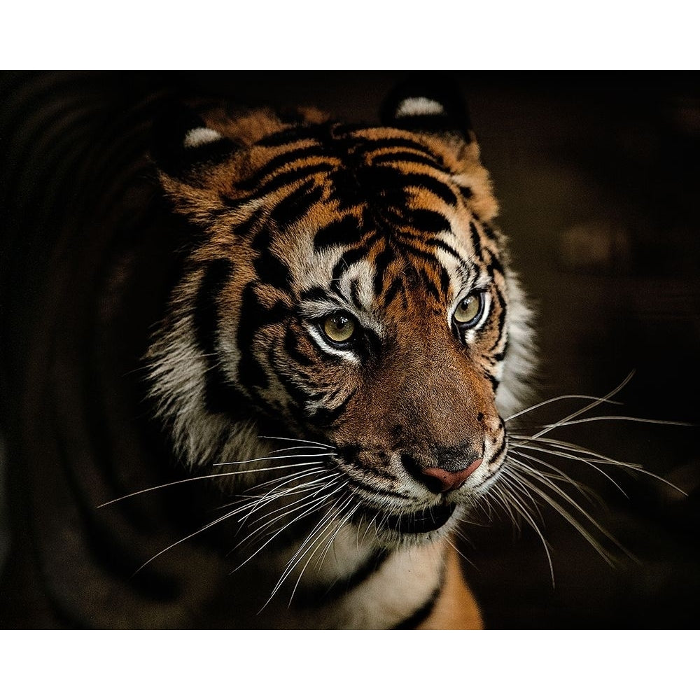 Tigers Poster Print - Yohan Tan-VARPDX2220974 Image 1