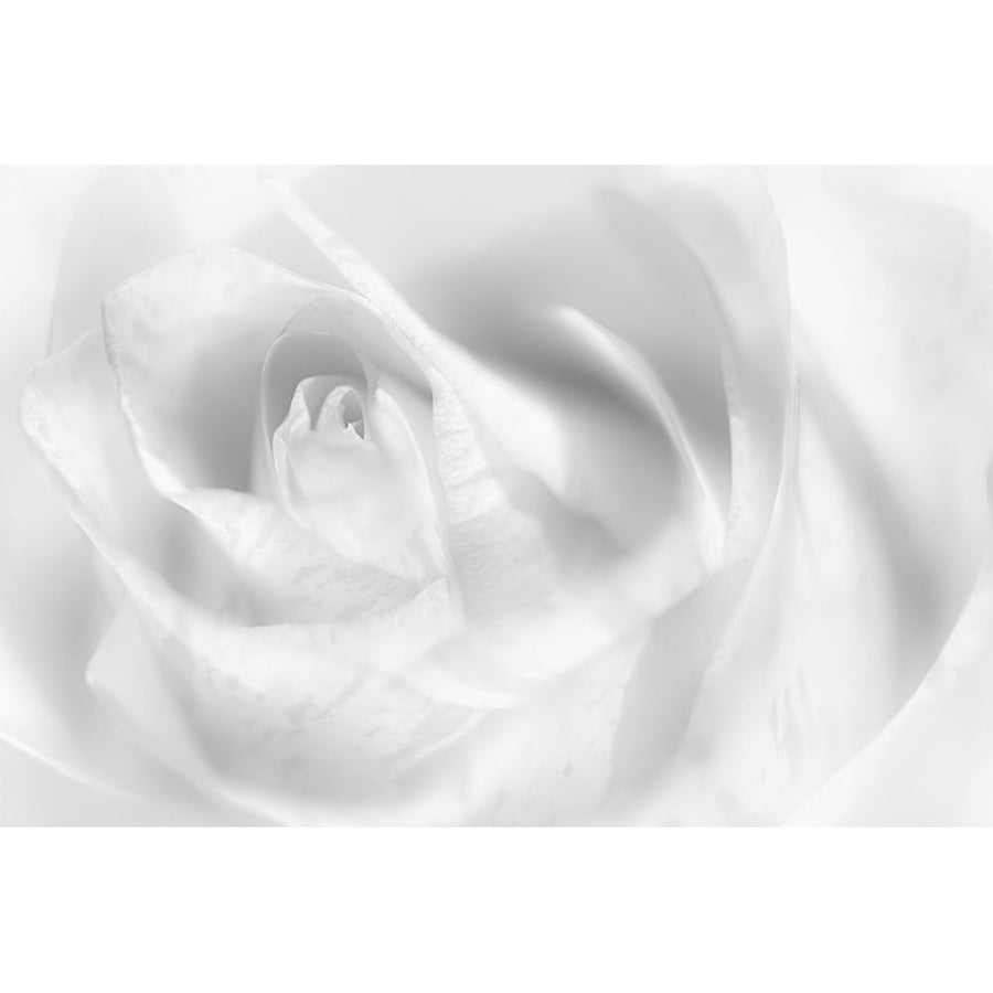 Hint Of A Rose Poster Print - Peter Pfeiffer-VARPDX2224210 Image 1