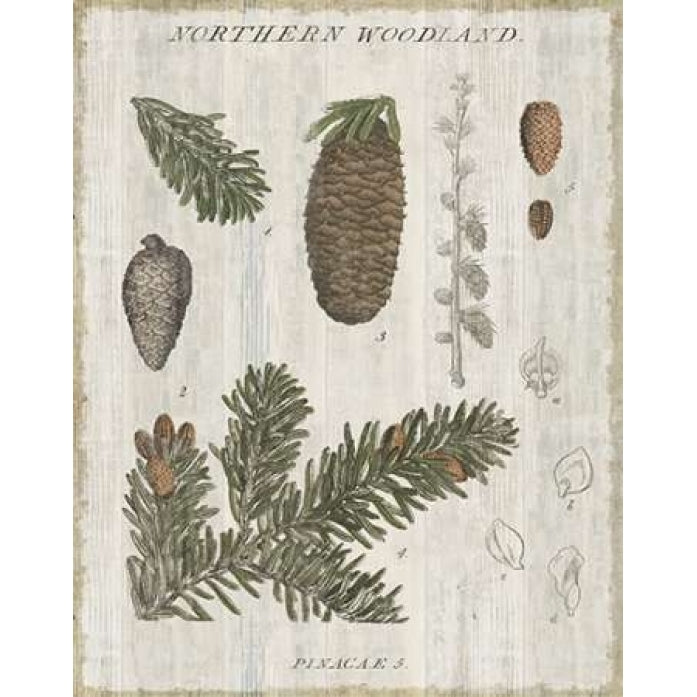 Woodland Chart IV Poster Print by Sue Schlabach-VARPDX22249 Image 1