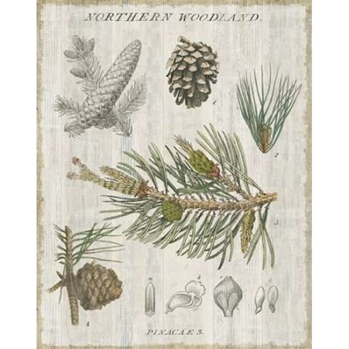 Woodland Chart III Poster Print by Sue Schlabach-VARPDX22248 Image 1