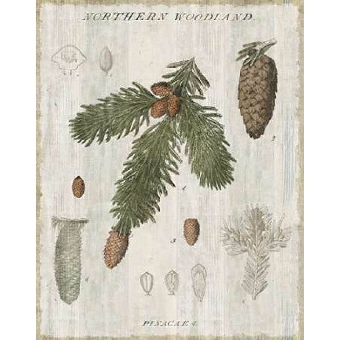 Woodland Chart V Poster Print by Sue Schlabach-VARPDX22250 Image 2