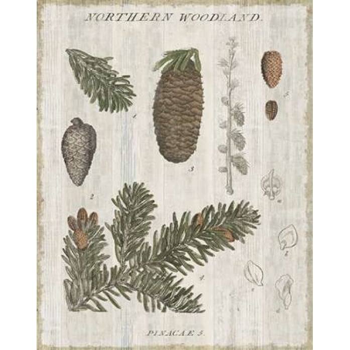 Woodland Chart IV Poster Print by Sue Schlabach-VARPDX22249 Image 1