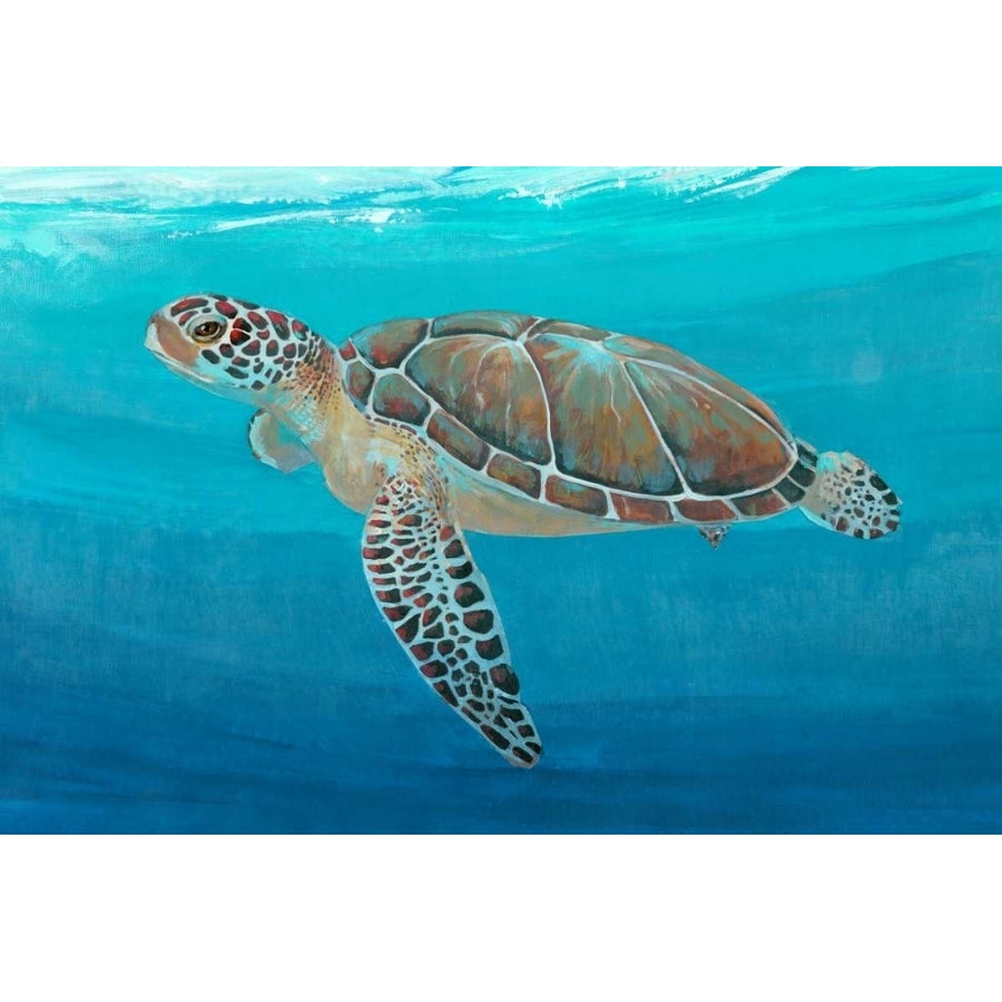 Ocean Sea Turtle II Poster Print - Tim OToole-VARPDX22262Z Image 1