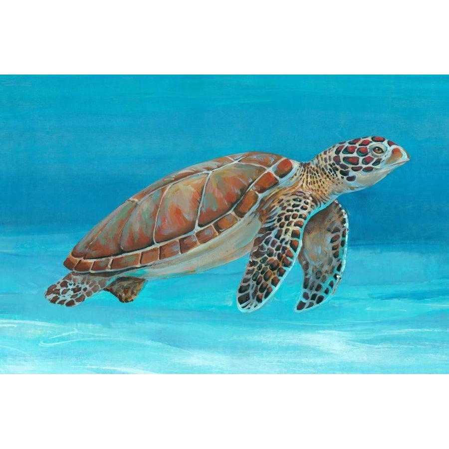 Ocean Sea Turtle I Poster Print - Tim OToole-VARPDX22261Z Image 1