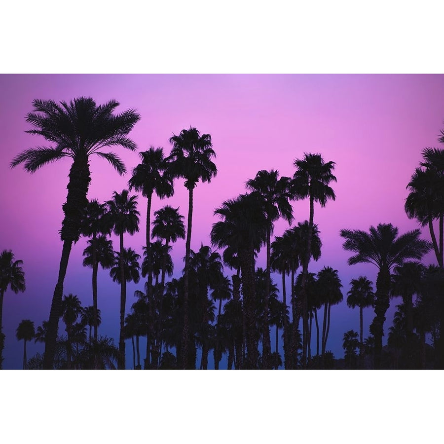 Palms with Pink Sky Poster Print - Tim Mossholder-VARPDX2226294 Image 1