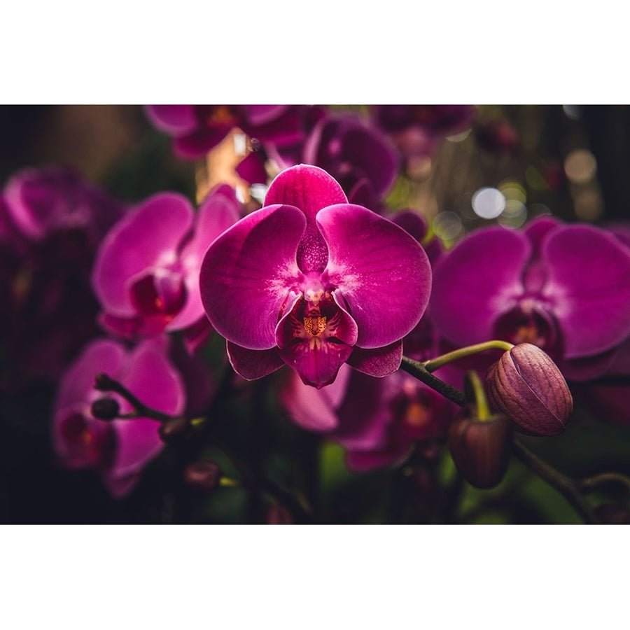 Hot Pink Orchid Poster Print - Tim Mossholder-VARPDX2226274 Image 1