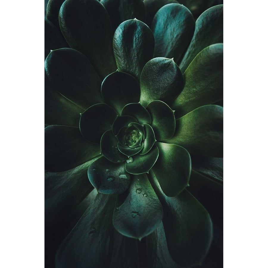 Succulent Poster Print - Tim Mossholder-VARPDX2226295 Image 1