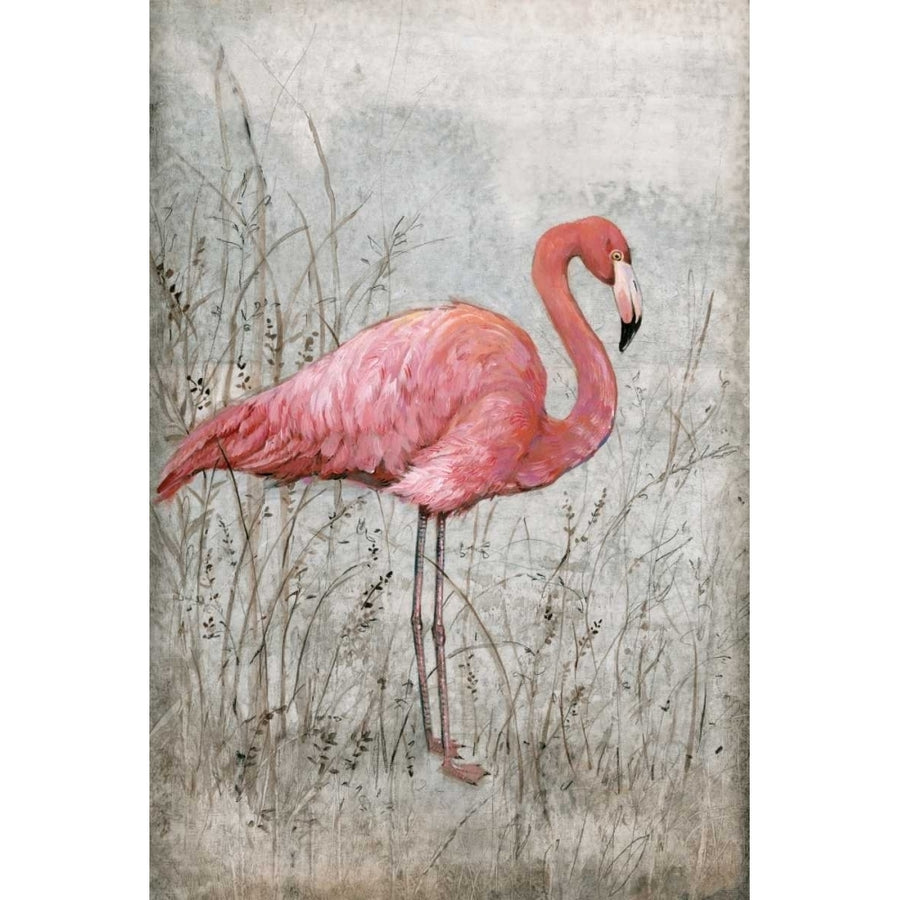 American Flamingo I Poster Print - Tim OToole-VARPDX22263Z Image 1