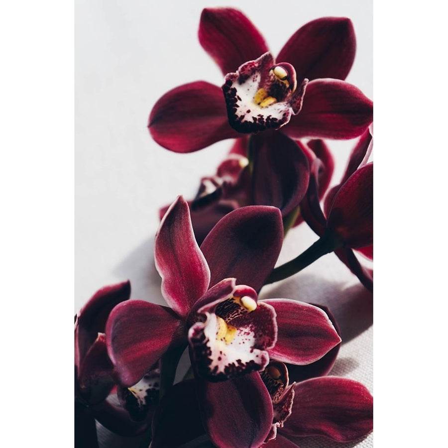 Velvet Orchid Poster Print - Anastasia Sawall-VARPDX2227175 Image 1