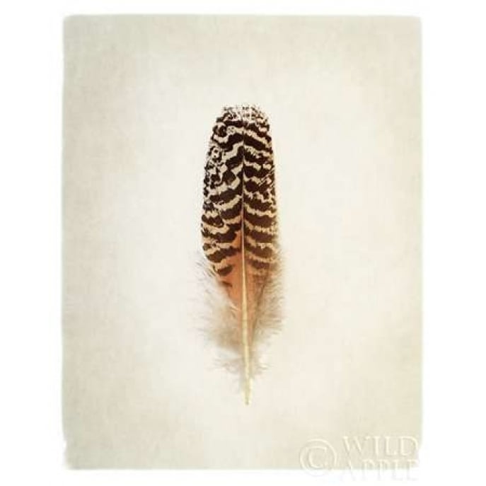 Feather I Poster Print by Debra Van Swearingen-VARPDX22281 Image 2